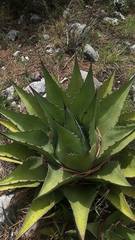 Agave gentryi