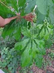 Godmania aesculifolia