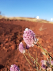 Ptilotus helipteroides