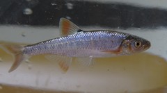 Lythrurus fasciolaris