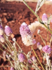 Ptilotus helipteroides