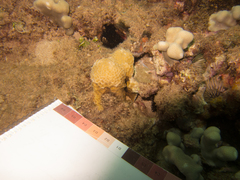 Gardineroseris planulata