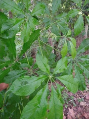Godmania aesculifolia