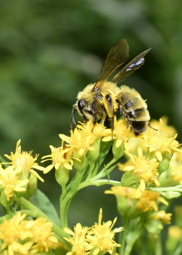 Hairy-banded Mining Bee photo 3