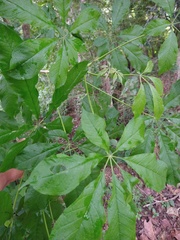 Godmania aesculifolia