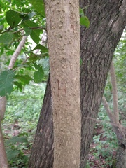 Godmania aesculifolia