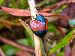 Echoma anaglyptoides