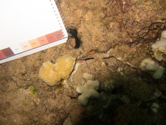 Gardineroseris planulata