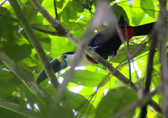 Ramphastos tucanus cuvieri