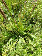 Plantago urvillei