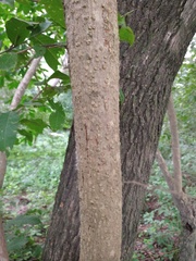 Godmania aesculifolia