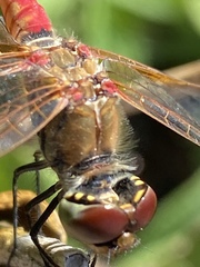 Sympetrum corruptum