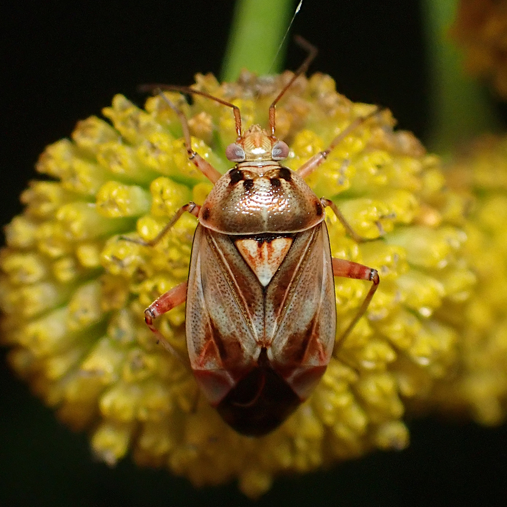 Lygus punctatus
