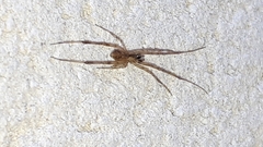 Episinus