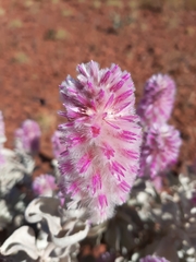 Ptilotus rotundifolius