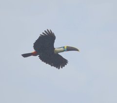 Ramphastos tucanus cuvieri