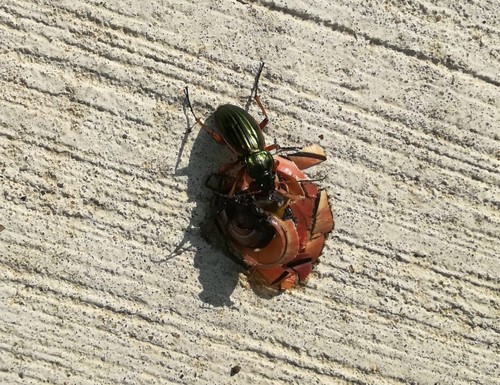 Golden Ground Beetle, 9934 CB Delfzijl, Netherlands, photo 7 of 10