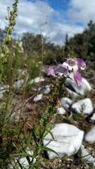 Penstemon campanulatus
