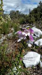 Penstemon campanulatus