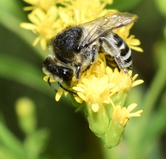 Colletes simulans armatus