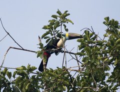 Ramphastos tucanus cuvieri