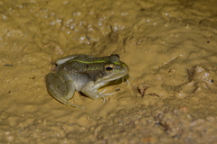 Pelophylax grafi