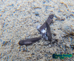 Rana pseudodalmatina