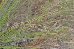 Scirpoides holoschoenus