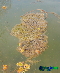 Rana pseudodalmatina