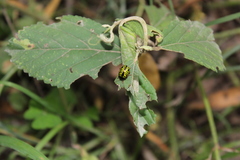 Calligrapha pantherina