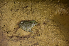 Pelophylax grafi