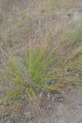 Scirpoides holoschoenus