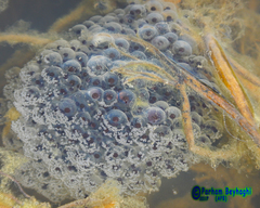 Rana pseudodalmatina