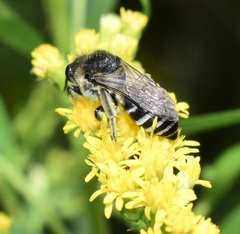 Colletes simulans armatus