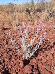 Ptilotus helipteroides