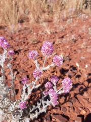 Ptilotus helipteroides