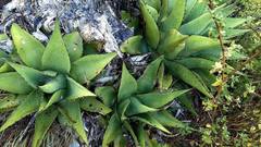 Agave gentryi