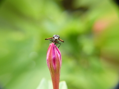 Galactomyia