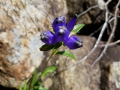 Gentiana linearis
