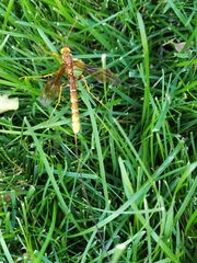 Megarhyssa macrurus icterosticta