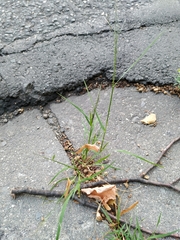 Eragrostis amurensis