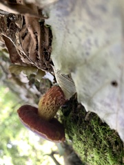 Exsudoporus