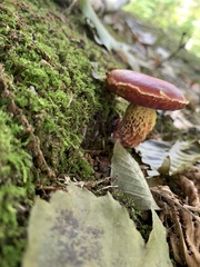 Exsudoporus