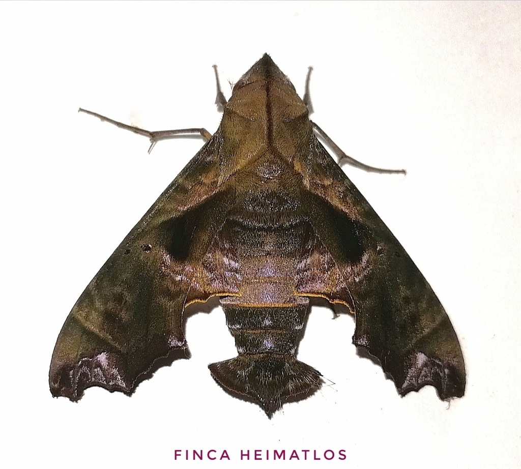 Nyceryx tacita