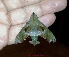 Nyceryx tacita