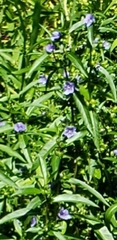 Hygrophila