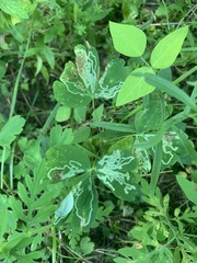 Phytomyza minuscula group