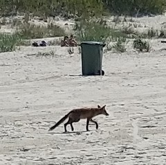 Vulpes vulpes