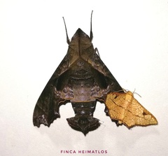 Nyceryx tacita