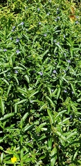 Hygrophila